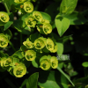 흰대극(Euphorbia esula L.) : 통통배