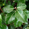 보리밥나무(Elaeagnus macrophylla Thunb.) : 무심거사