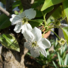 배나무(Pyrus pyrifolia var. culta (Makino) Nakai) : 들국화