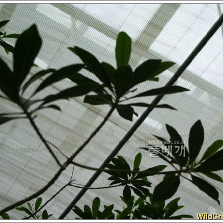 담팔수(Elaeocarpus sylvestris var. ellipticus (Thunb.) H.Hara) : 추풍