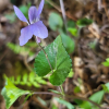 낚시제비꽃(Viola grypoceras A.Gray) : 통통배