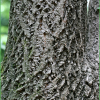 황벽나무(Phellodendron amurense Rupr.) : 파랑새