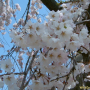처진개벚나무 : 하얀코스모스