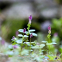 병아리풀 : 꽃사랑한동구