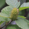 개박달나무(Betula chinensis Maxim.) : 카르마