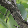 개박달나무(Betula chinensis Maxim.) : 카르마