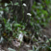 참나물(Pimpinella brachycarpa (Kom.) Nakai) : 바지랑대
