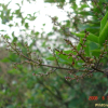 수수꽃다리(Syringa oblata var. dilatata (Nakai) Rehder) : 꽃사랑