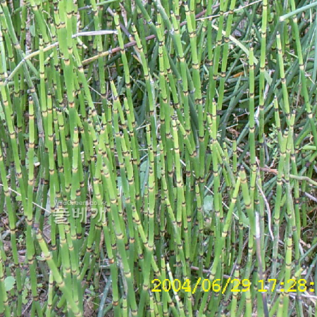 속새(Equisetum hyemale L.) : 현촌