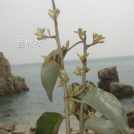 보리밥나무(Elaeagnus macrophylla Thunb.) : kplant1