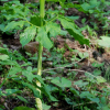 두루미천남성(Arisaema heterophyllum Blume) : 현촌