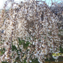 처진개벚나무 : jimmy