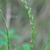 호밀풀(Lolium perenne L.) : 봄까치꽃