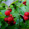 산딸기(Rubus crataegifolius Bunge) : 무심거사