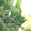 담팔수(Elaeocarpus sylvestris var. ellipticus (Thunb.) H.Hara) : 청암