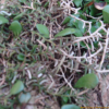 지네발란(Pelatantheria scolopendrifolia (Makino) Aver.) : 식물천국