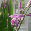 자란(Bletilla striata (Thunb. ex Murray) Rchb.f.) : 봄까치꽃