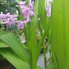 자란(Bletilla striata (Thunb. ex Murray) Rchb.f.) : 봄까치꽃