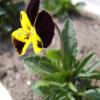 삼색제비꽃(Viola tricolor L.) : 塞翁之馬