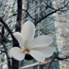 목련(Magnolia kobus DC.) : 설뫼