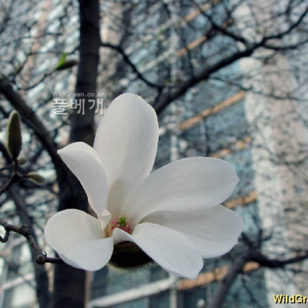 목련(Magnolia kobus DC.) : 별꽃
