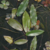 가래(Potamogeton distinctus A.Benn.) : 고원근