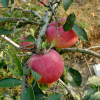 사과나무(Malus pumila Mill.) : 목유화