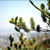 호랑버들(Salix caprea L.) : 추풍