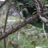 앵도나무(Prunus tomentosa Thunb.) : habal