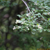왕쥐똥나무(Ligustrum ovalifolium Hassk.) : 여울목