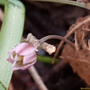 달래(Allium monanthum Maxim.) : 산들꽃
