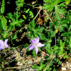산쥐손이(Geranium dahuricum DC.) : 설뫼*