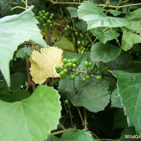 왕머루(Vitis amurensis Rupr.) : 들국화