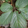 미국담쟁이덩굴(Parthenocissus quinquefolia (L.) Planch.) : 봄까치꽃