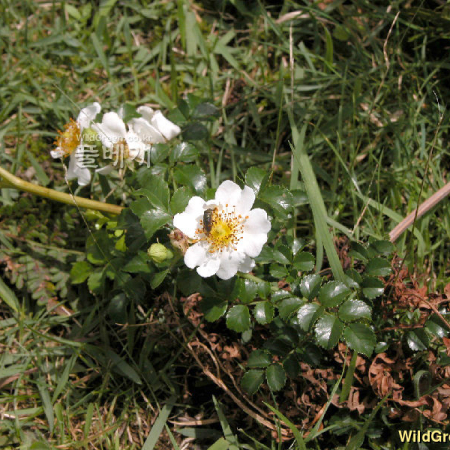 돌가시나무(Rosa lucieae Franch. & Rochebr. ex Cr?p.) : habal