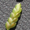 참방동사니(Cyperus iria L.) : 여울목