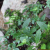 세잎꿩의비름(Hylotelephium verticillatum (L.) H.Ohba) : 산들꽃