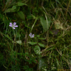 삼쥐손이(Geranium soboliferum Kom.) : 곰배령