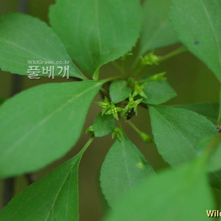 짝자래나무(Rhamnus yoshinoi Makino) : 벼루