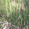 속새(Equisetum hyemale L.) : 들국화