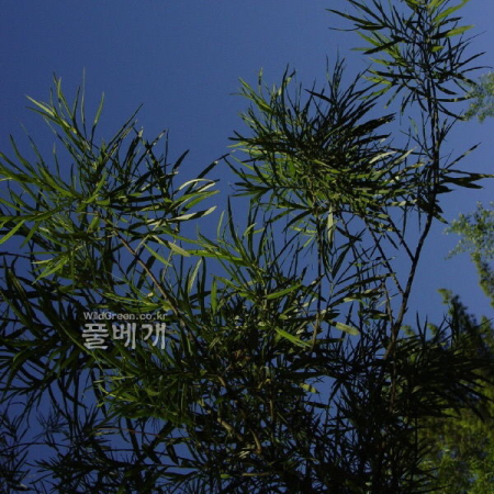 긴잎떡버들(Salix hallaisanensis var. longifolia Nakai) : 통통배