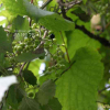 왕머루(Vitis amurensis Rupr.) : 카르마