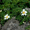 돌가시나무(Rosa lucieae Franch. & Rochebr. ex Cr?p.) : 벼루