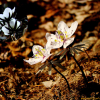 변산바람꽃(Eranthis byunsanensis B.Y.Sun) : 산들꽃