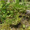 바위손(Selaginella tamariscina (P.Beauv.) Spring) : 통통배