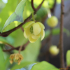 남오미자(Kadsura japonica (L.) Dunal) : 산들꽃