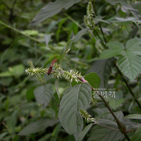 쇠무릎(Achyranthes bidentata Blume var. japonica Miq.) : habal