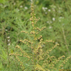 개사철쑥(Artemisia caruifolia Buch.-Ham. ex Roxb.) : 꽃사랑