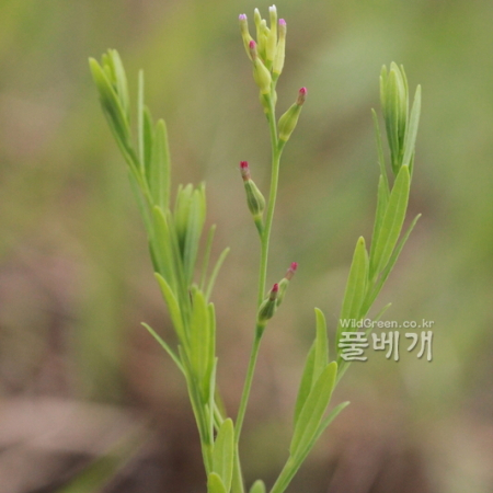 아마풀(Diarthron linifolium Turcz.) : 카르마