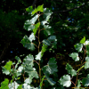 미루나무(Populus deltoides Marsh.) : 능선따라